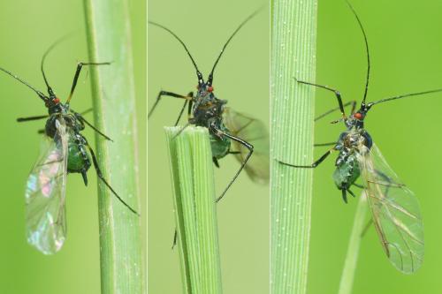Réf. 232 727 : Megoura viciae